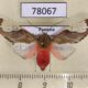 78067p Arctiidae Bertholdia specularis Panama $12
