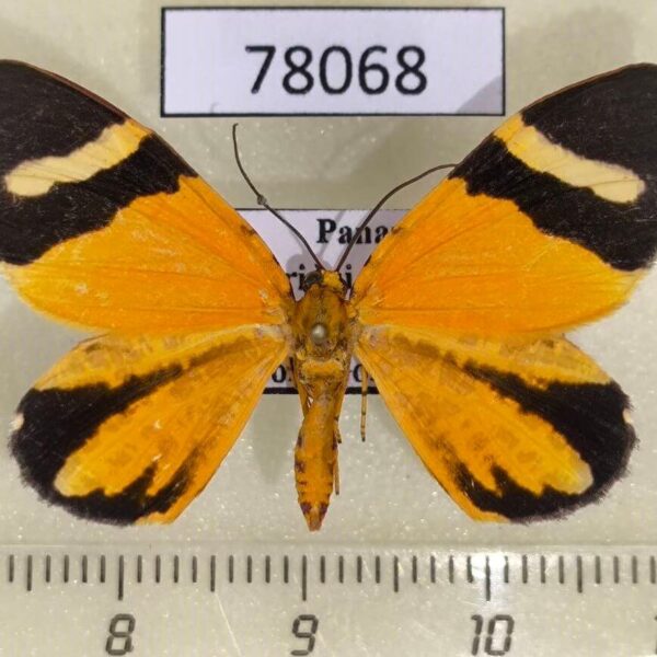 Geometridae Hagnagora clustimena Panama