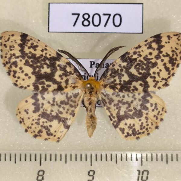 Geometridae Hylaea pardiria Panama