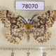 78070p Geometridae Hylaea pardiria Panama $7