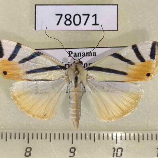 Crambidae Dichogama prognealis Panama