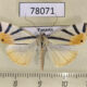 78071p Crambidae Dichogama prognealis Panama $12