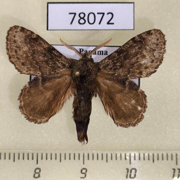Lasiocampidae Euglyphis sp. Panama