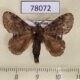 78072p Lasiocampidae Euglyphis sp. Panama $15