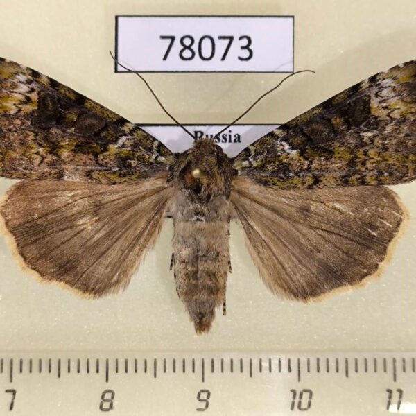 Noctuidae Anaplectoides prasina f Tyva