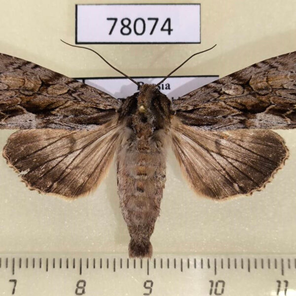 Noctuidae Apamea monoglypha Tyva rep.