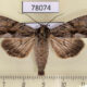 78074p Noctuidae Apamea monoglypha Tyva rep. $6