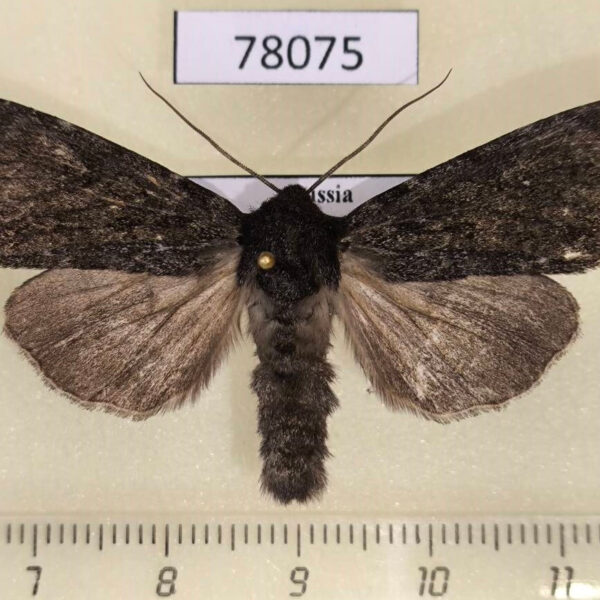 Noctuidae Polia conspicua Tyva rep.