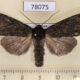 78075p Noctuidae Polia conspicua Tyva rep. $8