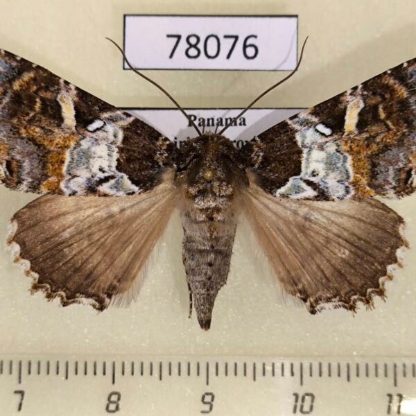 Noctuidae Safidia druceria f Panama