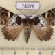 78076p Noctuidae Safidia druceria f Panama $18