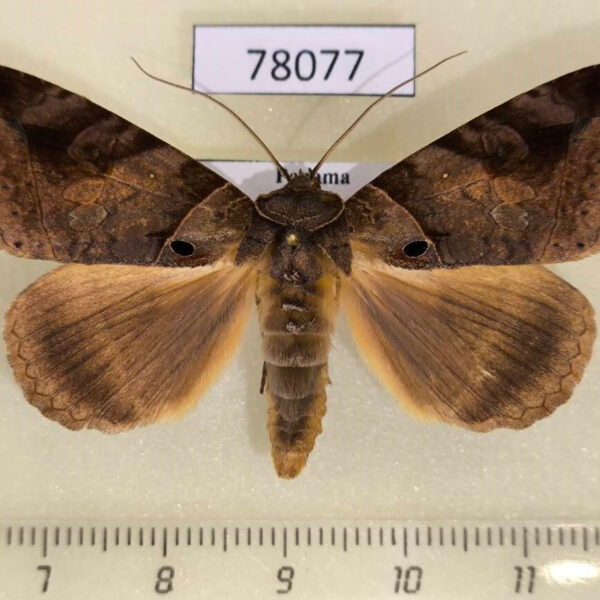 Noctuidae Celiptera remigioides Panama