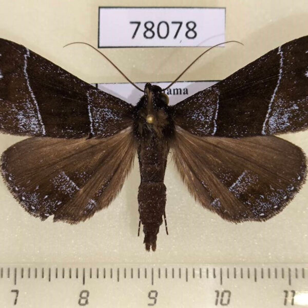 Noctuidae Rejectaria splendida Panama