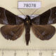 78078p Noctuidae Rejectaria splendida Panama $18