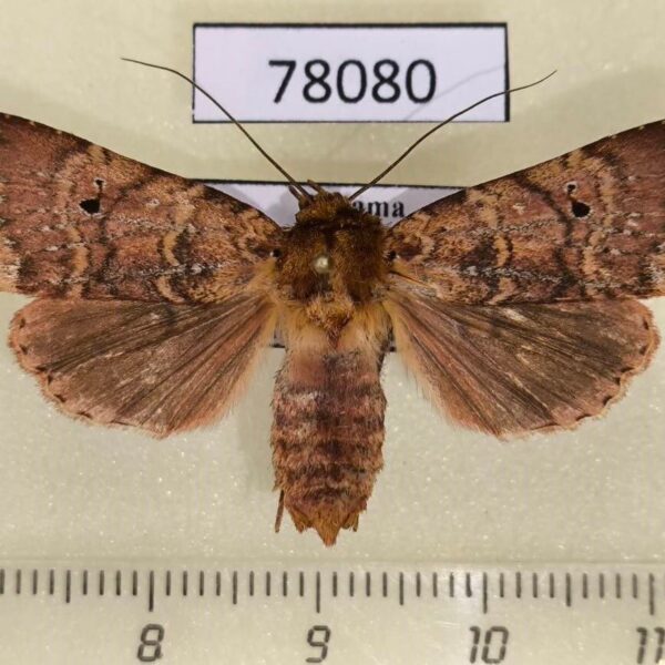 Noctuidae Eriopyga macrolepia f Panama