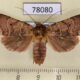 78080p Noctuidae Eriopyga macrolepia f Panama $8