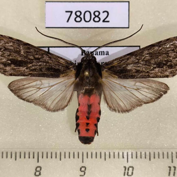 Arctiidae Eucereon myrtusa Panama