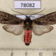 78082p Arctiidae Eucereon myrtusa Panama $15