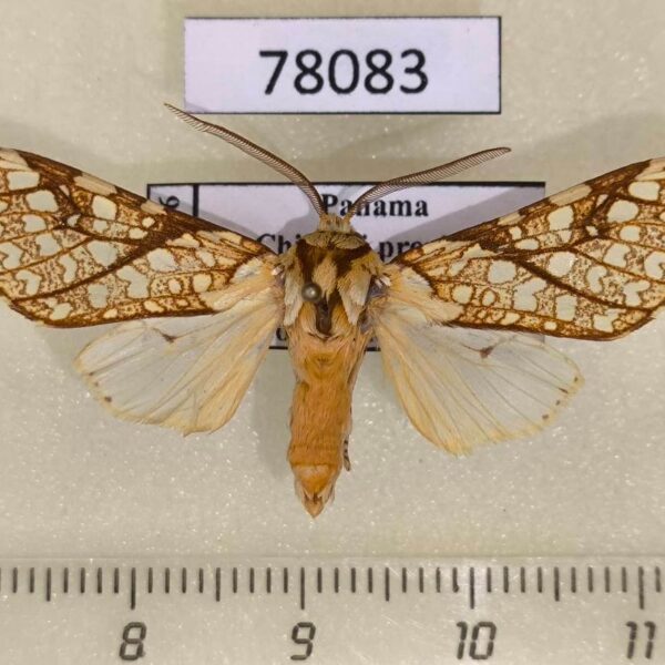 Arctiidae Lophocampa propinqua Panama