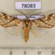 78083p Arctiidae Lophocampa propinqua Panama $12