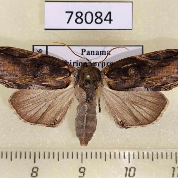 Noctuidae Iscadia purpurascens Panama