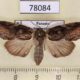 78084p Noctuidae Iscadia purpurascens Panama $15