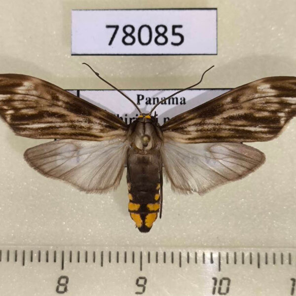Arctiidae Eucereon striata f Panama