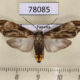 78085p Arctiidae Eucereon striata f Panama $15