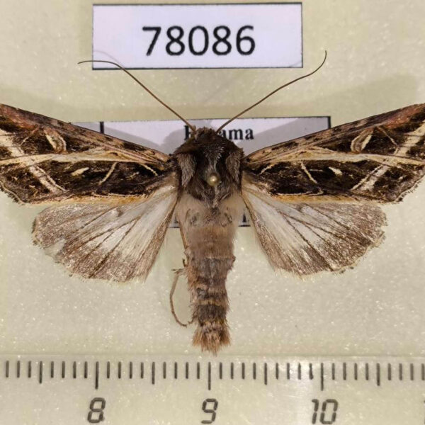 Noctuidae Dargida grammivora Panama