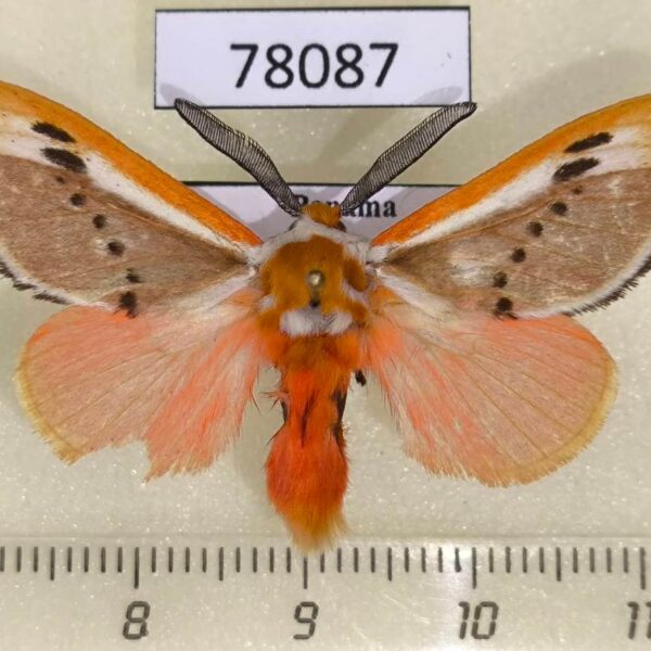 Megalopygidae Trosia chaconi Panama