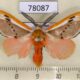 78087p Megalopygidae Trosia chaconi Panama $20