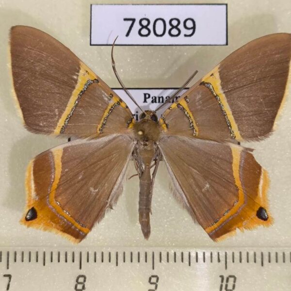 Geometridae Phrygionis polita Panama