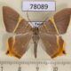 78089p Geometridae Phrygionis polita Panama $10