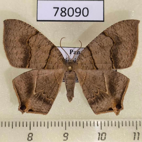 Uraniidae Psamathia impunctata Panama