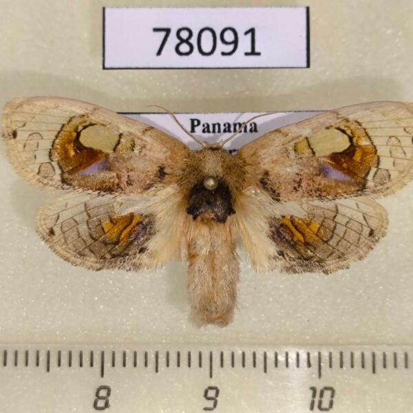 Arrhenophanidae Arrhenophanes perspicilla Panama