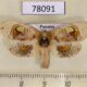 78091p Arrhenophanidae Arrhenophanes perspicilla Panama $40