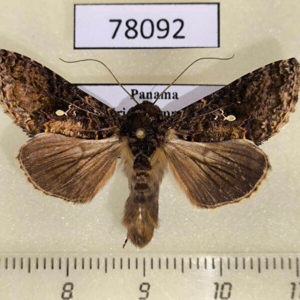 Noctuidae Ctenoplusia caudata Panama