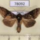 78092p Noctuidae Ctenoplusia caudata Panama $25