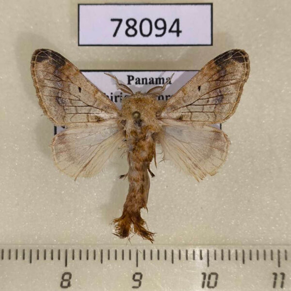 Lasiocampidae Tolype perplexa Panama
