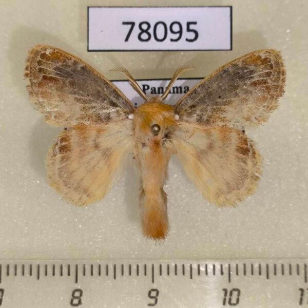 Lasiocampidae Nesara francesca Panama
