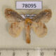 78095p Lasiocampidae Nesara francesca Panama $15