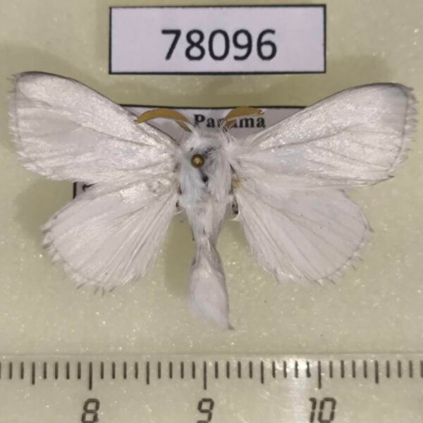 Megalopygidae Aithorape sp. Panama