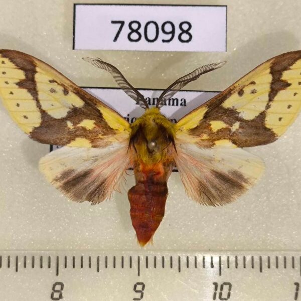 Arctiidae Symphlebia pyrgion Panama