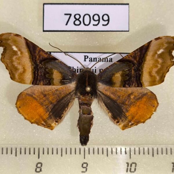 Geometridae Pero costa Panama