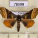 78099p Geometridae Pero costa Panama $6