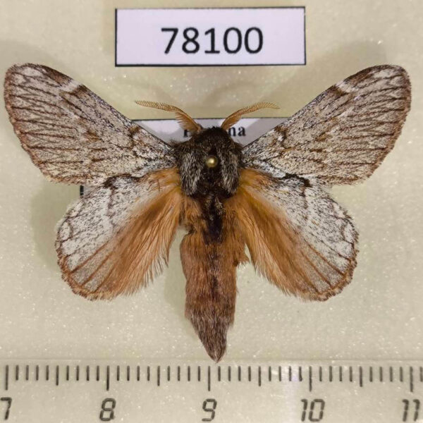 Lasiocampidae Euglyphis phedonioides Panama
