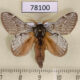 78100p Lasiocampidae Euglyphis phedonioides Panama $20