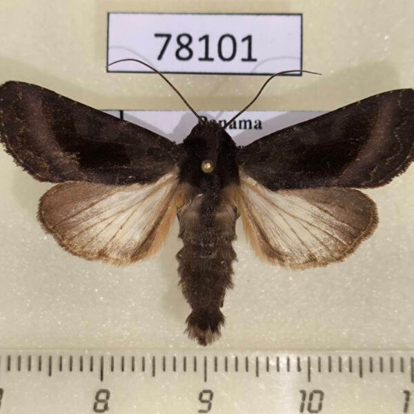 Noctuidae Nephelistis sp. vellerea Panama