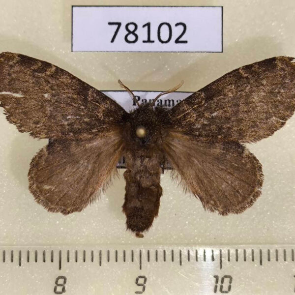 Lasiocampidae Euglyphis sp. scaptia f Panama