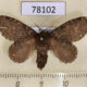 78102p Lasiocampidae Euglyphis sp. scaptia f Panama $18